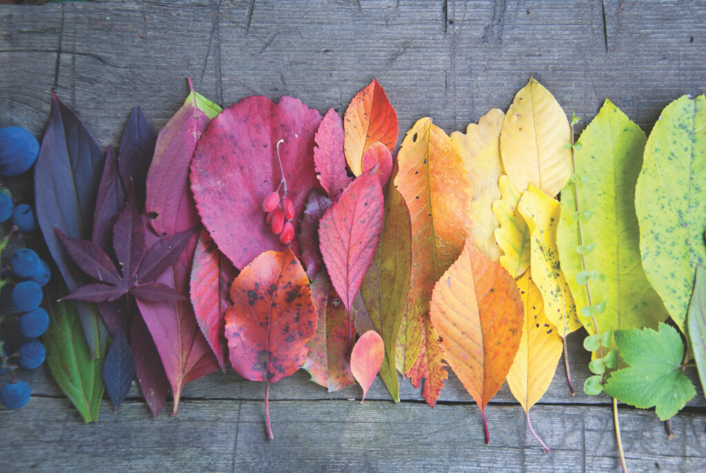 Autumn leaves and berries displayed in rainbow order